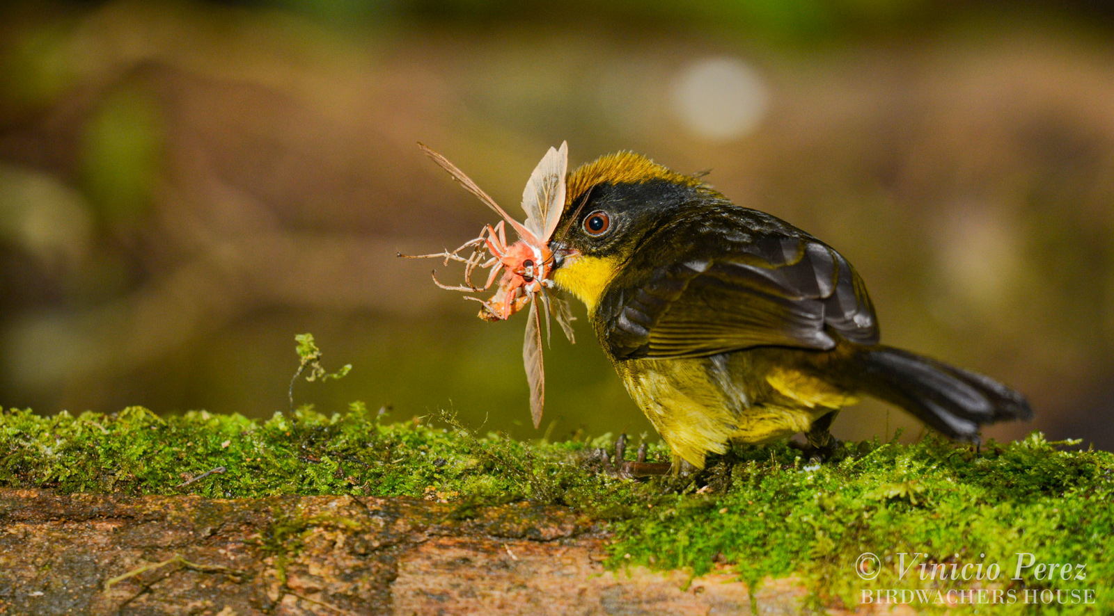 Bird catching insects
