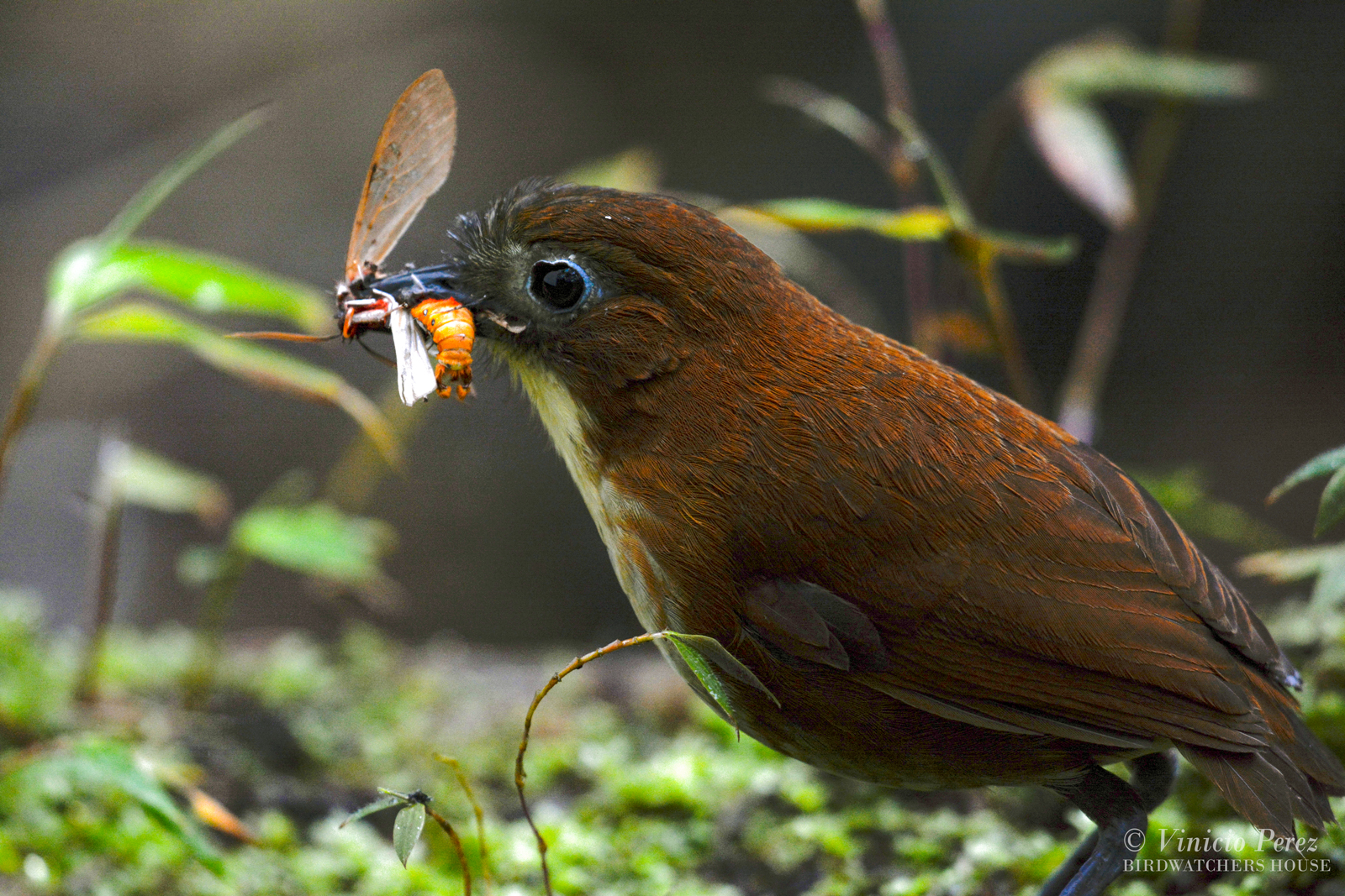 Feeder 4